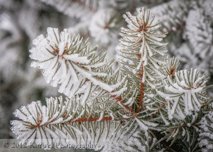 Fir in ice and snow – Korwel Photography